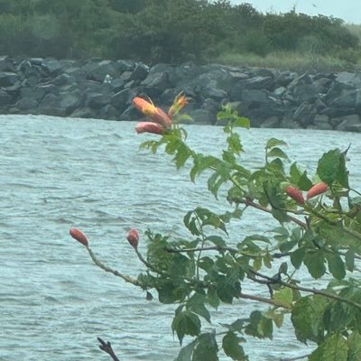 RehobothVegFest's profile picture. 