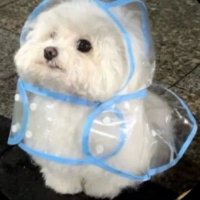 ふみを (@butita18) 's Twitter Profile Photo