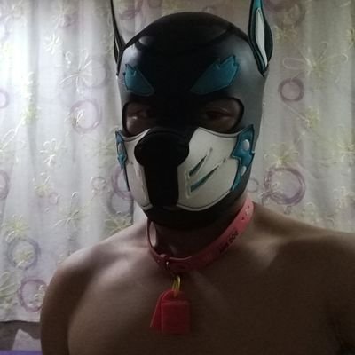 一只努力追赶偶像男神的大学生PUPPY
0/M 福瑞控 农牛控,喜捆绑 暴露 乳胶 虐蛋
主人@DOG_Stone_M