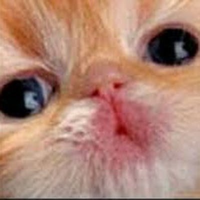 chimchar1_1's profile picture. pretending to be an artist