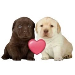 casalpaubabao's profile picture. 