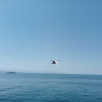Masaf ZAG (@masafca) Twitter profile photo