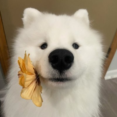 LoveBell520's profile picture. Welcome to our fluff-filled world! ☁️🐾