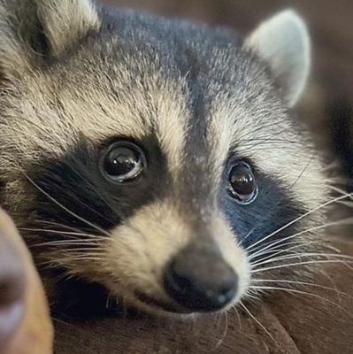 halfstojic's profile picture. 