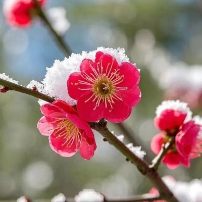 hailu99571's profile picture. Enthusiasts who are keen on Maya Bifrost