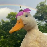 Xhera (@noiraxhera) 's Twitter Profile