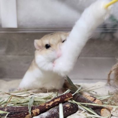 usg_no's profile picture. USG/UNICITY/98’ 無我夢中に理由は？