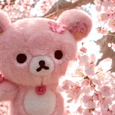 CnawoThembani's profile picture. 四季がめぐっても、やっぱり桜がいちばん好き🌸
花の下で過ごす、あの静かなひとときがたまらなく心地いいの。
花びらと一緒に心もふわっと舞って、そっと時を味わいたくなるんだ〜☺️🌸💭
 #桜 #花見 #春の風景