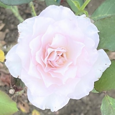 ·̩͙꒰ঌ໒꒱さんのプロフィール画像