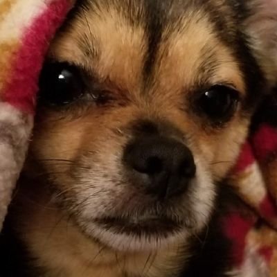 We are three good girls and one good boy. A pomchi named Zoey, a Jack Russell named Daisy, a tabby named Lucy, and a ginger named Dusty. Treats & adventures.