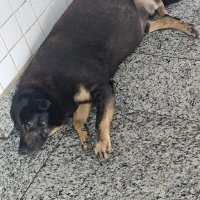 cachorro gordo do mercado municipal (@viadogamespng) 's Twitter Profile Photo cachorro gordo do mercado municipal (@viadogamespng) 's Twitter Profile Photo