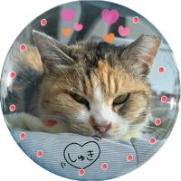 𝔸𝕂𝕀 @ 妖党 (@chibisukent) 's Twitter Profile Photo 𝔸𝕂𝕀 @ 妖党 (@chibisukent) 's Twitter Profile Photo