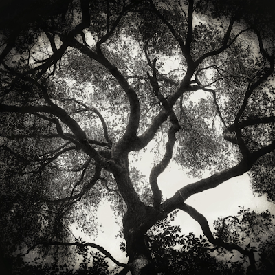 quaximus_dm's profile picture. 