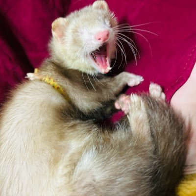 TOMO19821225's profile picture. 2025.6.28に彼の住んでる福島県伊達市に引っ越して来ました。彼と付き合って今年の12月7日で14年目の記念日🎂ferret1匹♂を育てています❣️8匹目💕BLに夢中です❤️ﾏ•ﾄﾞﾝｿｸ様❤️＆Voyager❤️のTAKERU❤️(14年間)❤️大好きです❣️🇰🇷•🇹🇭•🇹🇼語、勉強中です😊