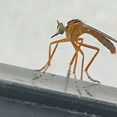 VestigialAura's profile picture. 