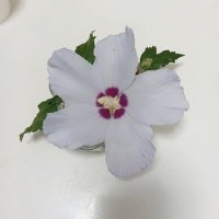 RENA (@ctpyar5qqy21864) 's Twitter Profile