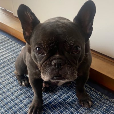 puppu7710's profile picture. 犬猫が大好きです。 ここでは、皆さんと和やかに繋がりながら、のんびり過ごせたらと思っています☺️