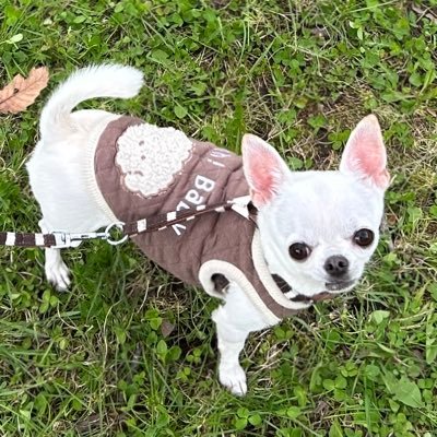 HalHal04051's profile picture. 自然体の生活、自己免疫UP、楽しい時間を大切にしたい🐶🍀