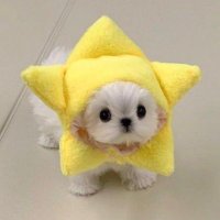 dee (@deewldflwr) 's Twitter Profile