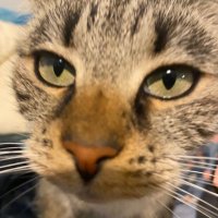 cardboardmuncher (@cardboardmunc) 's Twitter Profile