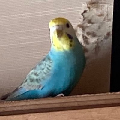 北雲の記憶の箱(雑多縮小避難所)さんのプロフィール画像