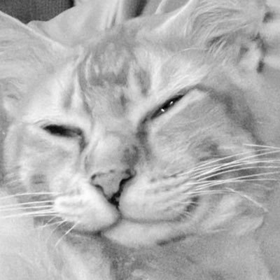 penaorangotan's profile picture. joy and love.