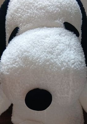 すぬฅ(･¨ (●)さんのプロフィール画像