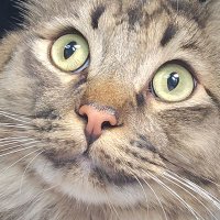 Meow Meow (@meowmeowmining) 's Twitter Profile
