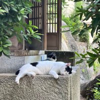 のあ @モンスト (@99kakt95d250833) 's Twitter Profile