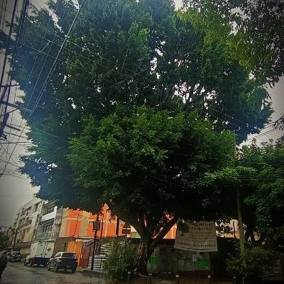 Cuenta Oficial del Árbol estandarte y Patrimonio ecológico de México. Cuantas veces sea necesario seguiremos luchando por la Naturaleza.