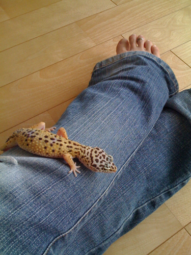 Itsu_michaella's profile picture. 富士山麓に暮らす田舎の民。 飲食に関わるお仕事。love爬虫類。love猫。着物は紬や木綿が好き。 成人済み娘2人と猫3匹の母、お掃除マニア、バイリンガル→多少マルチリンガル、TATTOOなど色々属性。lyOn、STAY🐺🐖🐇🐿️子育て終わって再び色々再始動。