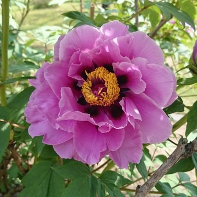 うさものさんのプロフィール画像