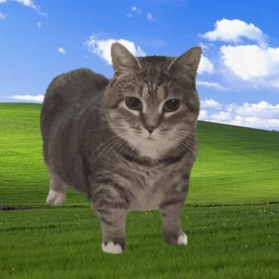 DankCatWithWifi's profile picture. sigma skibidi meme poster on Twitter (currently X)

you can dm to me memes or meme videos I didn't post yet