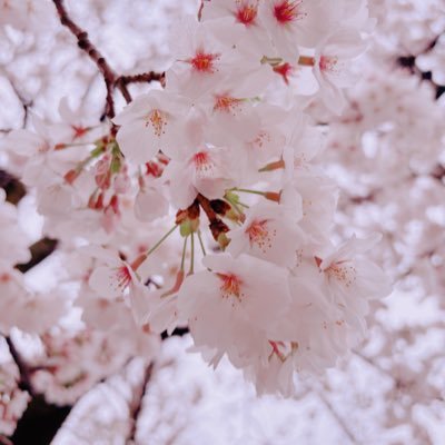 とうかぶから歌舞伎に興味を持った初心者🔰審神者です。これから古典歌舞伎、色々観ていきたいのでお話できる方と繋がれたら幸いです。よければフォローお願いします!🌸ご贔屓♦️尾上左近丈♦️とうかぶの亡霊👻左近さんの悪役が見たいです!!!!!