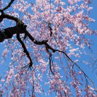 みほ (@jxnmy_) Twitter profile photo