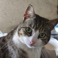 Jean-Jacques Musée (@jjm38) 's Twitter Profile