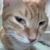Mad not sad 🐈⬛ (@tobe10million) 's Twitter Profile Photo Mad not sad 🐈⬛ (@tobe10million) 's Twitter Profile Photo