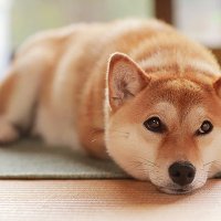ユウナ (@shiba_yu_na) Twitter profile photo