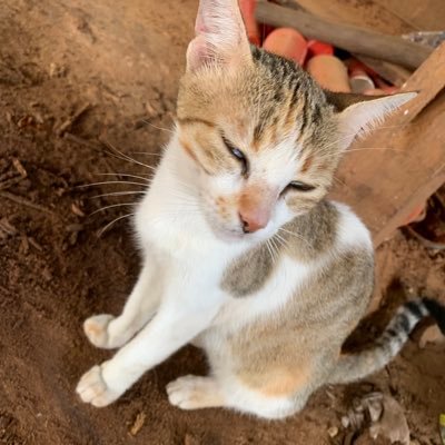 Cats brother 🐈
Loving and caring all living things 🫶🏿❤️