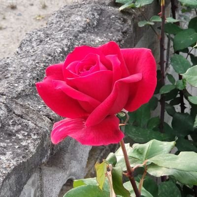 あさひさんのプロフィール画像