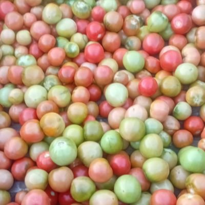 Ngwato a nkwana, kgori ye kgolo yeo e ileng e re ke a fofa, phofa tša gana, ke tšwa seoko, seokodibeng,se merithi mebedi,meng ya maloba...