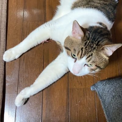sto_pu0125's profile picture. ミリタリー好き
アイコンの猫ですが、飼い主は友人で画像使用許可済みです。