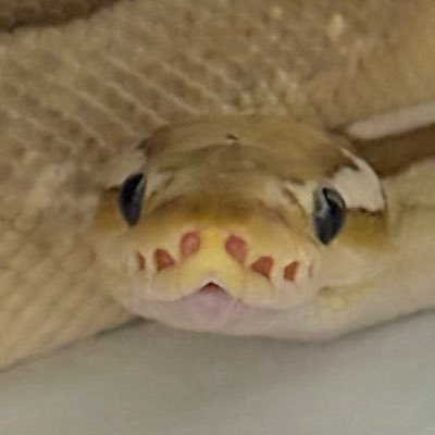 Reptiles_gp's profile picture. 