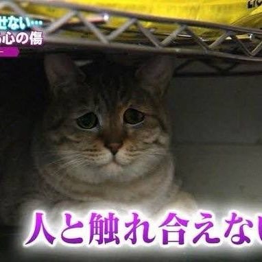 0dajyare0's profile picture. こっちで基本呟くよおおおお