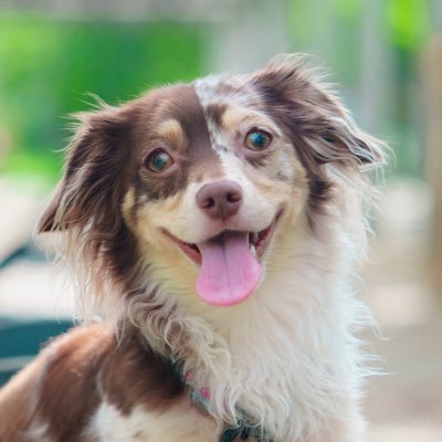 🐾・・顔半分で色が違う変わったイッヌが相棒・・🐾ダックス×チワワのチワックス 🐾フクロモモンガも3匹🐾写真は9割iPhone16Proで撮影📱