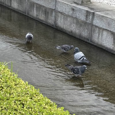 hato_subd's profile picture. 最奥 漏洩× 会えるかが通す判断基準