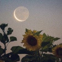 NarkoSunflower (@narkosunflower) 's Twitter Profile