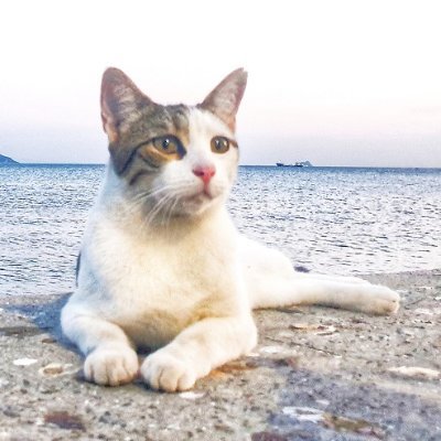 Uniting Hearts via Cats & Passions. Stories Anchoring Us in Reality. Join Our Community: https://t.co/qQHxFjkyzG #CatmanDoo #Uniters