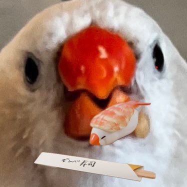 🐥ギン(ペ)/🐥大五郎侍HJ/🐥菊水/🍄白鶴エリンギッ/🦜グリ/🦜ワカ/🦜ポン💥/ 海外鳥グッズの共同購入企画を時々やったり、謎なグッズ集めたり/予定はWEBに記載