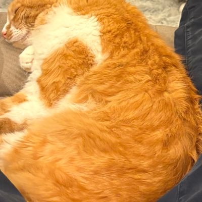 lebahans1's profile picture. 